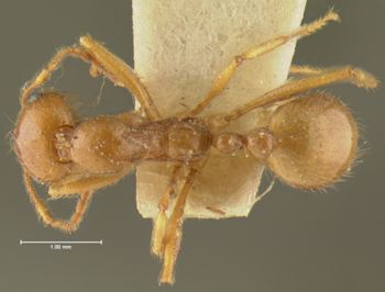 Media type: image; Entomology 22782   Aspect: habitus dorsal view